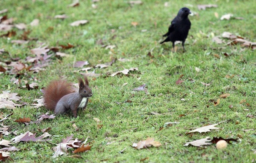  Wiewiórki robią zapasy na zimę w Legnicy [ZDJĘCIA]