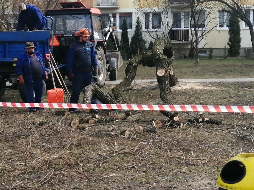 Skierniewice. Mieszkańcy bloków należących do SSM będą protestować? Zaczęło się od wycinki drzew