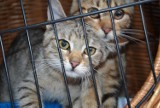 Nowa Ruda: Koty czekają na właściciela