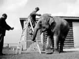 Codzienne życie w Śląskim Ogrodzie Zoologicznym dziś i przed laty ZDJĘCIA