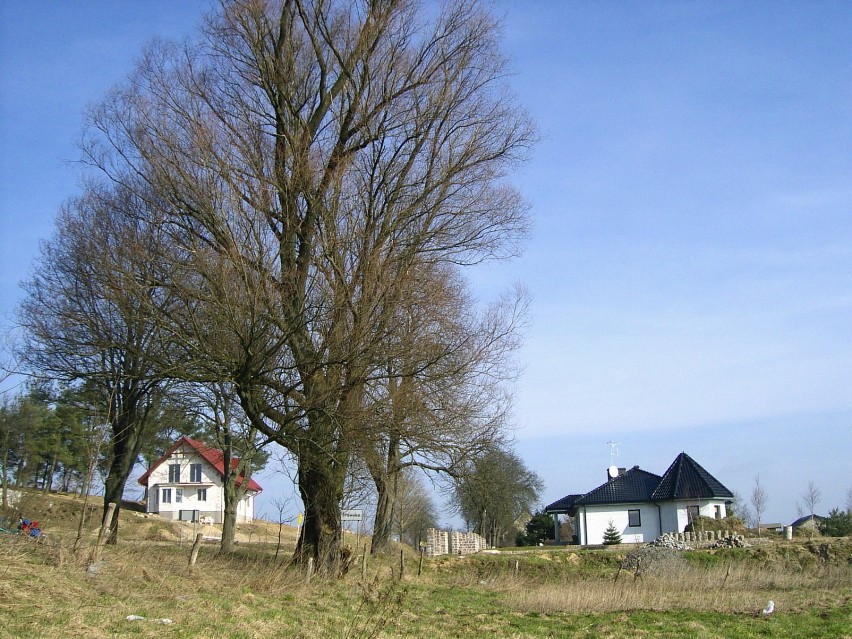 Od zarania towarzyszy człowiekowi. Fot. Zdzisław Kwasek