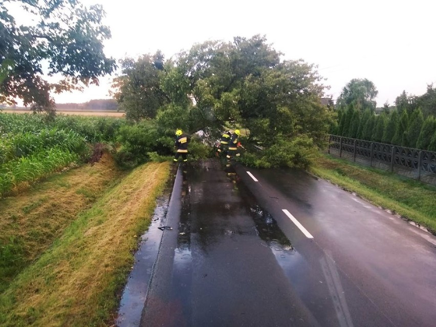 Pożary, wypadki, powalone drzewa i gniazda owadów. Straż pożarna podsumowała tydzień w powiecie zduńskowolskim