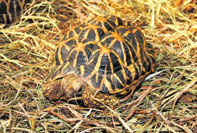 Żółwie gwiaździste z Birmy trudno odróżnić od tych z Indii i Sri Lanki: mają m.in. inny wzór na dolnej skorupie