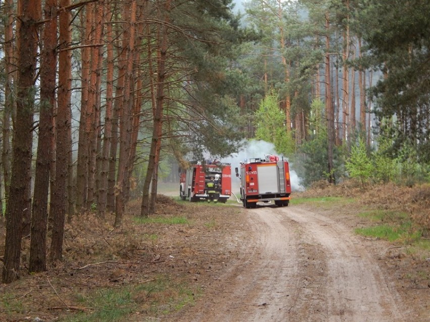 Pożar lasu w Bieścu