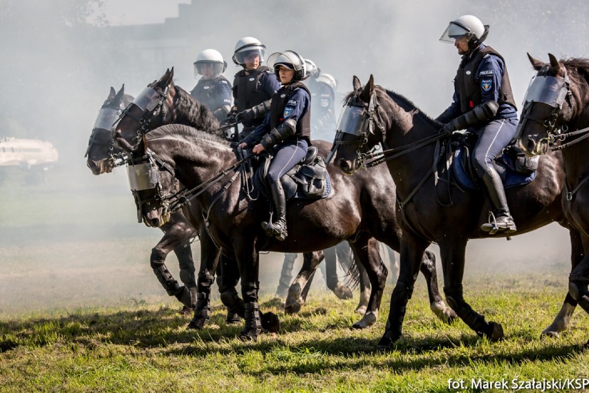 Warszawa. Policyjne konie przeszły atestację. Niesamowite zdjęcia zwierząt na służbie