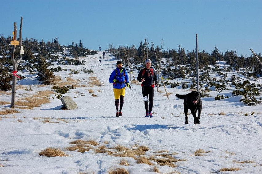 Zawodnicy Zimowego Ultramaratonu Karkonoskiego