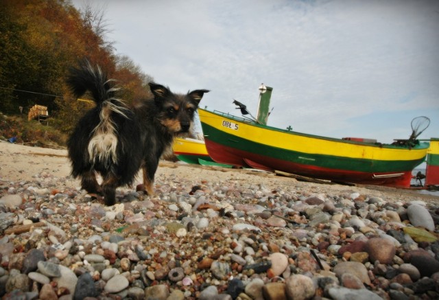 Pomorska Fundacja Pies Szuka Domu