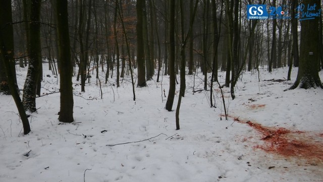 Ślady krwi nad jeziorem Głębokim w Szczecinie.