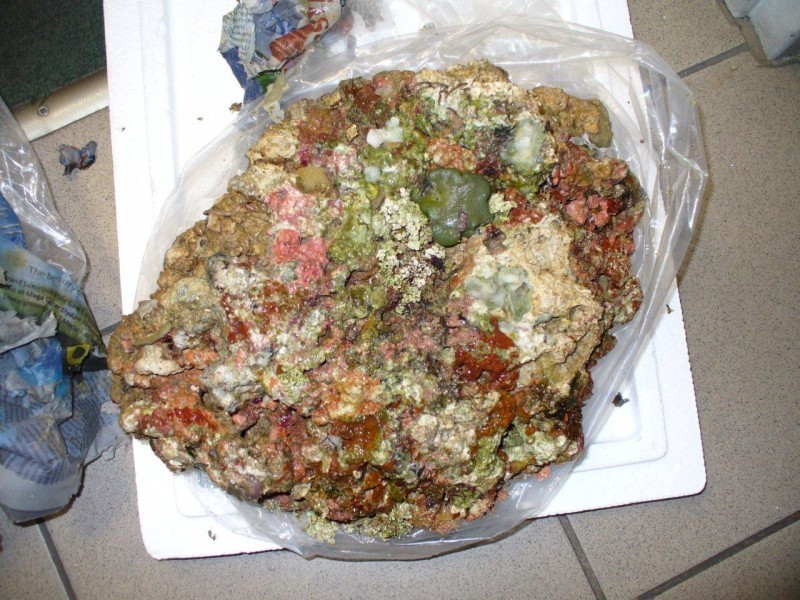 Żywa skała z przemytu trafiła do gdyńskiego Akwarium
