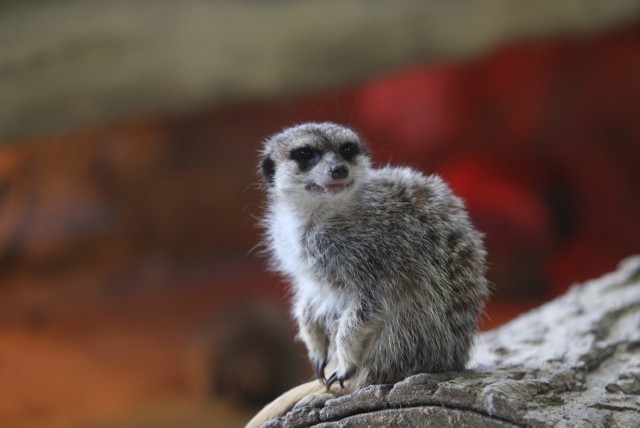 Zoo w Chorzowie jest otwarte mimo pandemii koronawirusa. Można zwiedzać i podziwiać zwierzęta.

Zobacz kolejne zdjęcia. Przesuwaj zdjęcia w prawo - naciśnij strzałkę lub przycisk NASTĘPNE