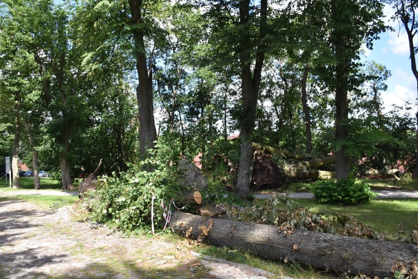 Usunięcie powalonych drzew w parku w Człuchowie nie jest takie proste. Przed posprzątaniem terenu musi być zgoda konserwatora zabytków!