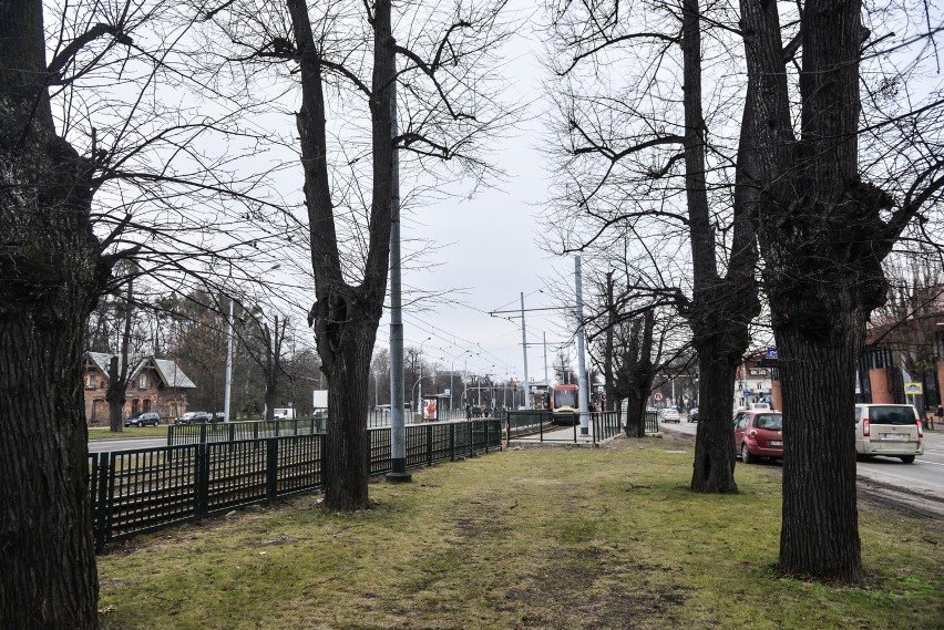 Wielka Aleja Lipowa w Gdańsku pod okiem konserwatora 