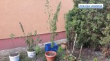 Zlikwidowali plantację pod Legnicą i zabezpieczyli narkotyki