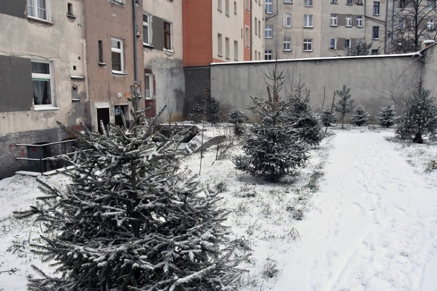 Zima w Legnicy! Momentalnie zrobiło się biało! [ZDJĘCIA]