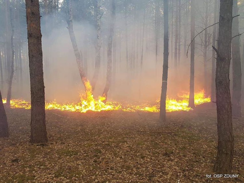 STRAŻACY W AKCJI: Przez ponad trzy godziny gasili pożar lasu w Zdunach [ZDJĘCIA]