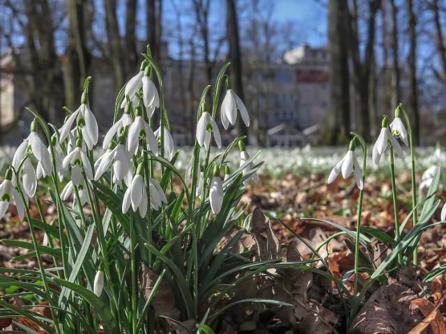 Pierwsze objawy wiosny w Koszalinie pojawiły się w parku koło biblioteki.