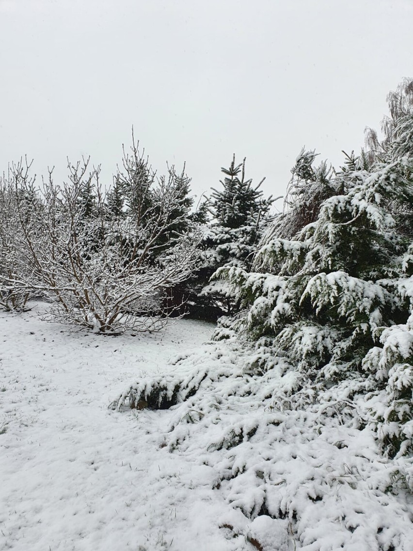 Pierwszy śnieg w powiecie sławieńskim. Zrobiło się zimowo [zdjęcia]