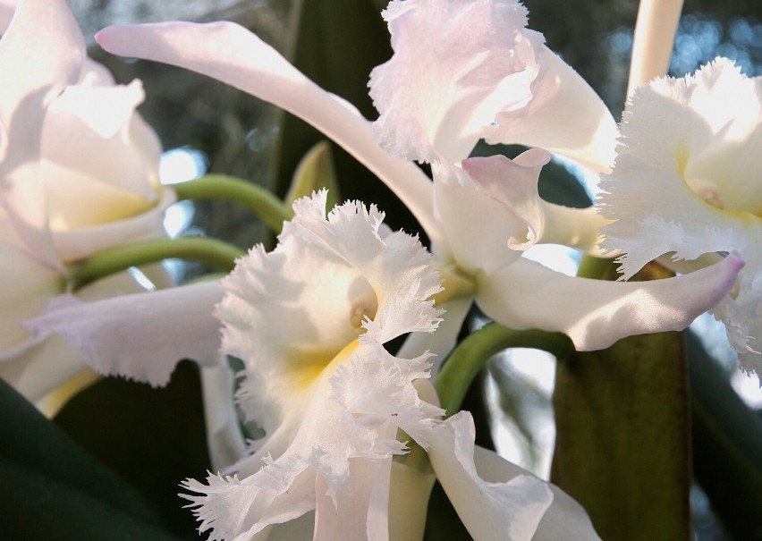 W łańcuckiej Storczykarni zakwitły królowe orchidei - ulubione kwiaty dawnych właścicieli Zamku