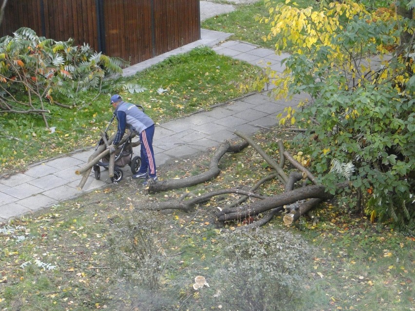 Nie do wiary! Mieszkańcy Radomia błyskawicznie zabrali ścięte w centrum miasta kawałki drzewa. Zobaczcie zdjęcia 