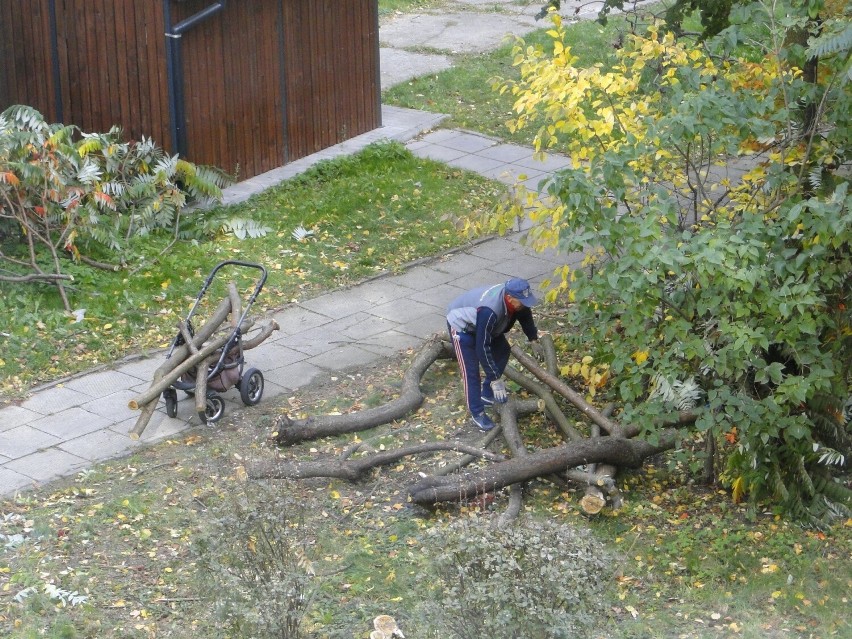 Nie do wiary! Mieszkańcy Radomia błyskawicznie zabrali ścięte w centrum miasta kawałki drzewa. Zobaczcie zdjęcia 