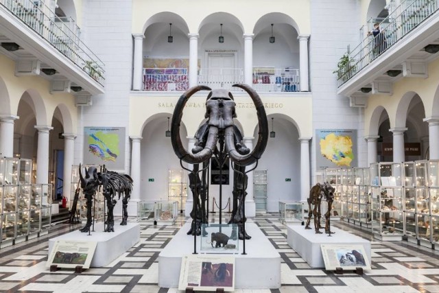 Muzeum Geologiczne Państwowego Instytutu Geologicznego jest jedynym muzeum geologicznym w Polsce, które eksponuje w sposób pełny zagadnienia budowy geologicznej Polski. Różnorodność okazów skał, minerałów, skamieniałości ułożonych w tematyczne wystawy, a także szkielety mamuta włochatego  i nosorożca włochatego z Górnego Śląska, niedźwiedzia jaskiniowego z jaskiń ojcowskich, a także model niewielkiego dinozaura  - dilofozaura, który zamieszkiwał Góry Świętokrzyskie oraz rekonstrukcja jaskini czynią muzeum interesującym zarówno dla dzieci i młodzieży, jak i osób dorosłych. 

Więcej o tym muzeum przeczytacie w naszym artykule: Muzeum Geologiczne, Warszawa. Adres, bilety, godziny otwarcia [ZDJĘCIA]

Bilety: wstęp wolny
Adres: ul. Rakowiecka 4