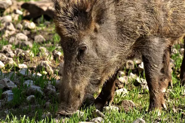 Stado dzików na Białołęce. Nagrali je w biały dzień