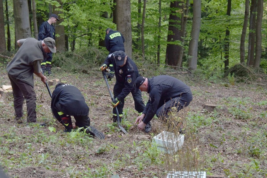 Las Pamięci Jana Pawła II został posadzony przy Pustelni św. Jana z Dukli w Trzcianie [ZDJĘCIA]