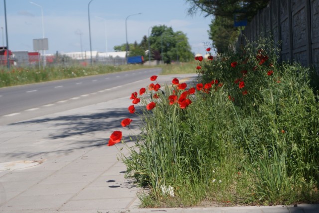 Ulice w Kaliszu zmieniają się w kwietne łąki