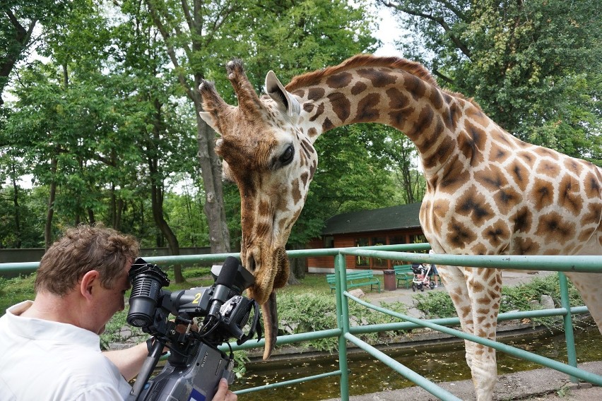 Dzień Żyrafy w łódzkim ZOO, 26 czerwca 2016