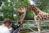 Dzień Żyrafy w łódzkim ogrodzie zoologicznym [ZDJĘCIA, FILM]