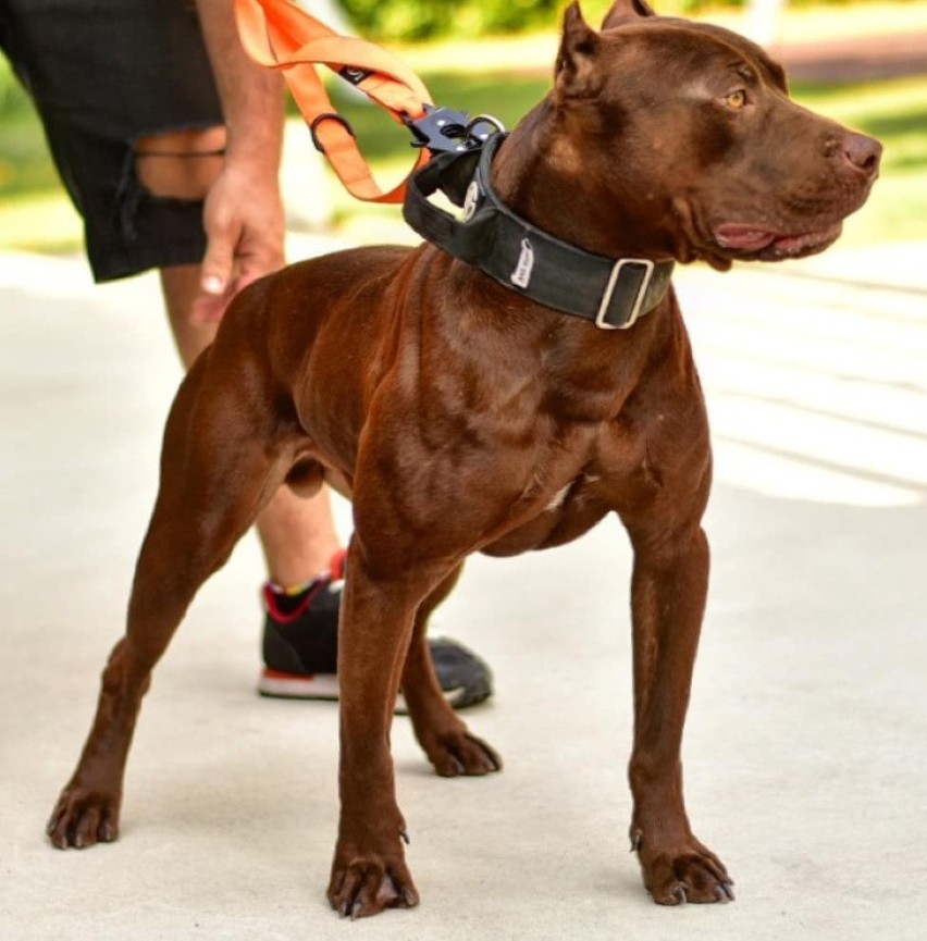 Amerykański pit bull terrier