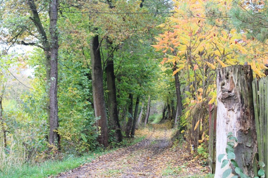 Urokliwe alejki na jesienny spacer po Wierzchowiu