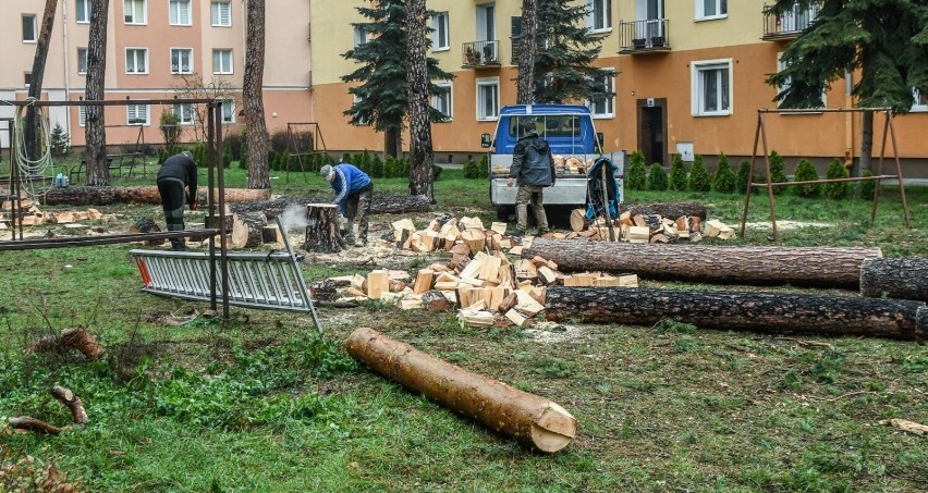 25.11.2022 bydgoszcz  wyciete  drzewa modrzewiowa 16...