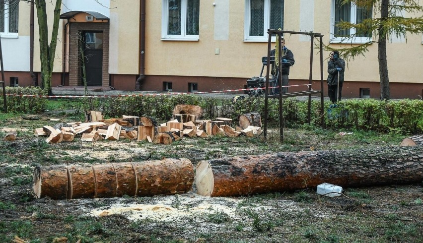 25.11.2022 bydgoszcz  wyciete  drzewa modrzewiowa 16...