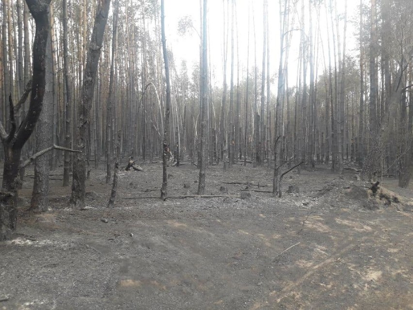 Pożar lasów w gminie Żarnów. Strażacy i leśnicy cały czas pilnują pogorzeliska. Straty szacowane w setkach tysięcy zł [ZDJĘCIA]