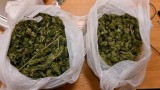 Policjanci przechwycili znaczne porcje marihuany