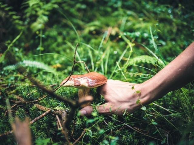 W lubuskich lasach pojawiło się sporo grzybów.