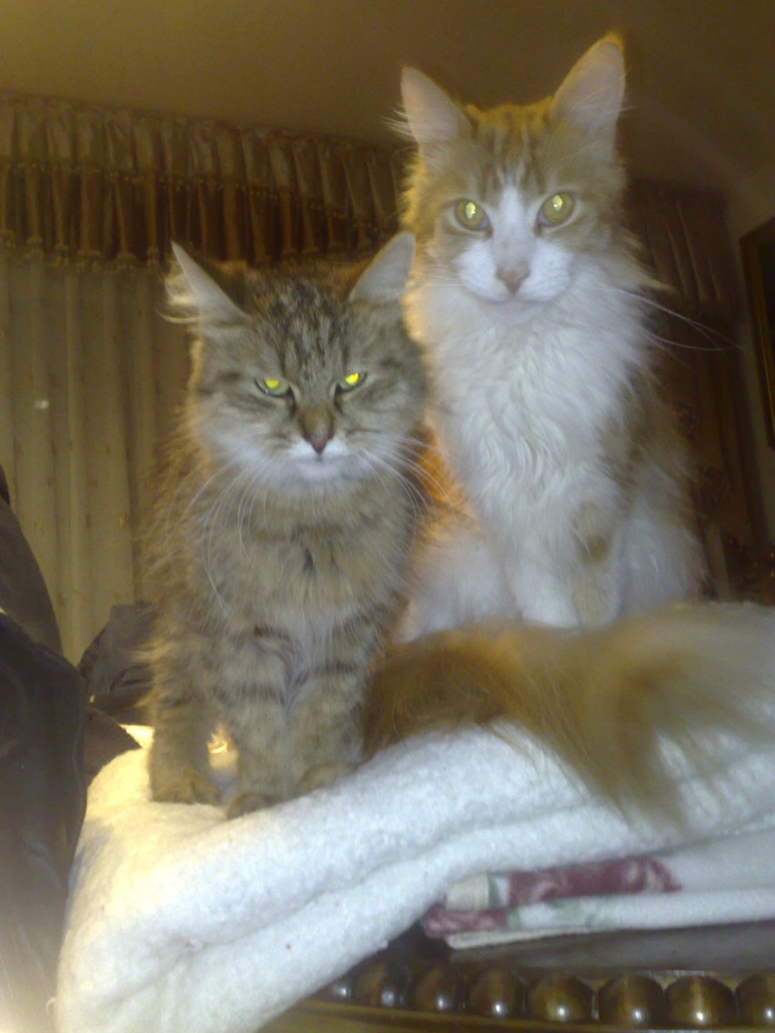 Tosia - kotka syberyjska i znacznie większy Leon rasy maine...
