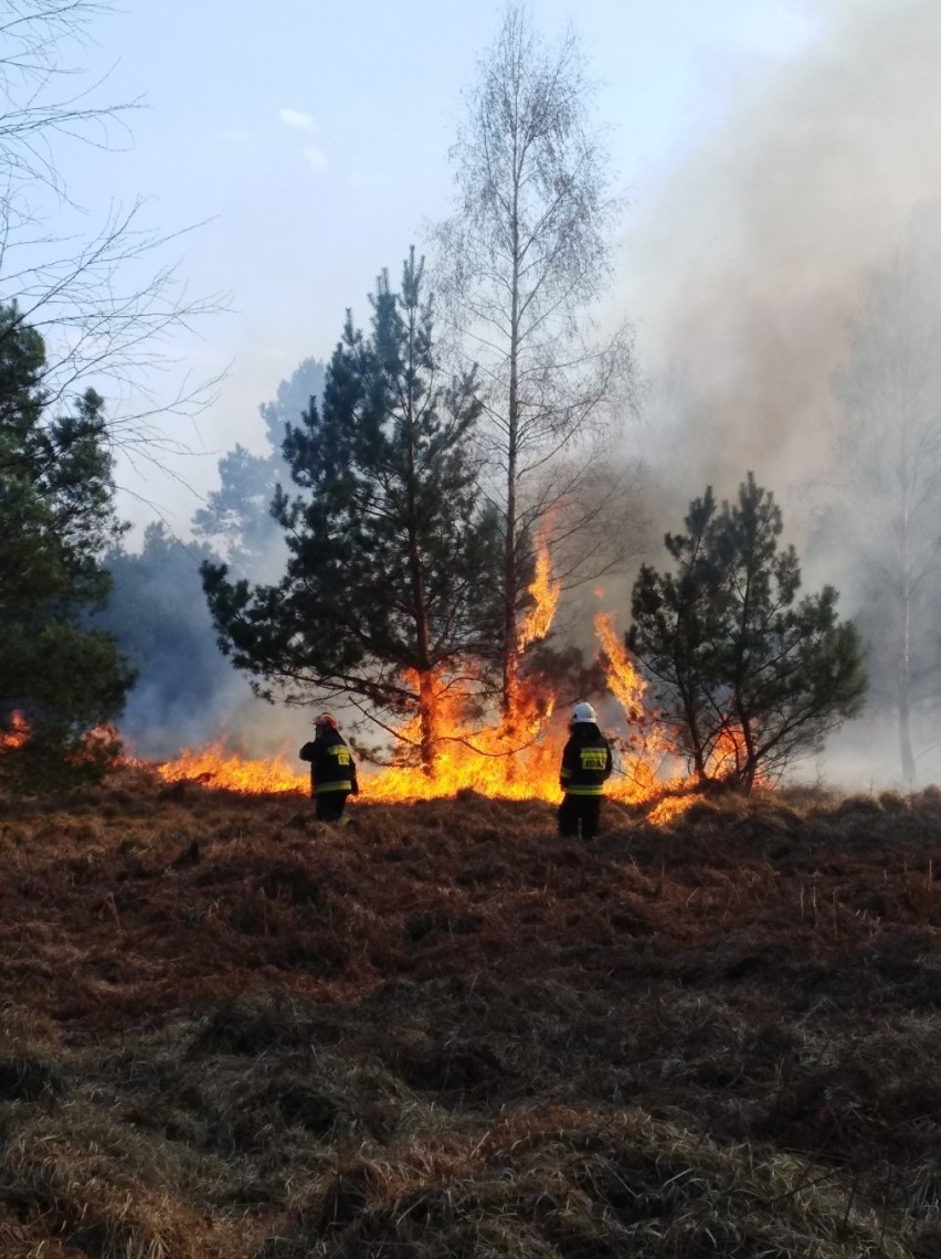 Najwyższy stopień zagrożenia pożarowe w naszych lasach -...
