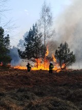 Najwyższy stopień zagrożenia pożarowego w naszych lasach - bądźcie ostrożni - apelują leśnicy