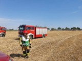 W Śmiardowie Krajeńskim płonęło zboże. Strażakom udało się opanować pożar                              