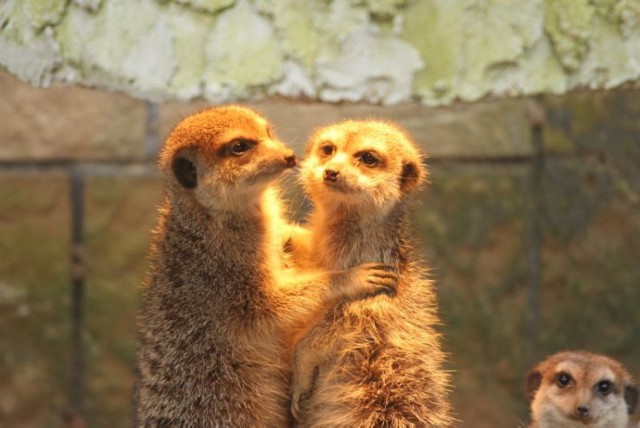 Walentynki w zoo to świetna okazja do poznania zwyczajów miłosnych u zwierząt