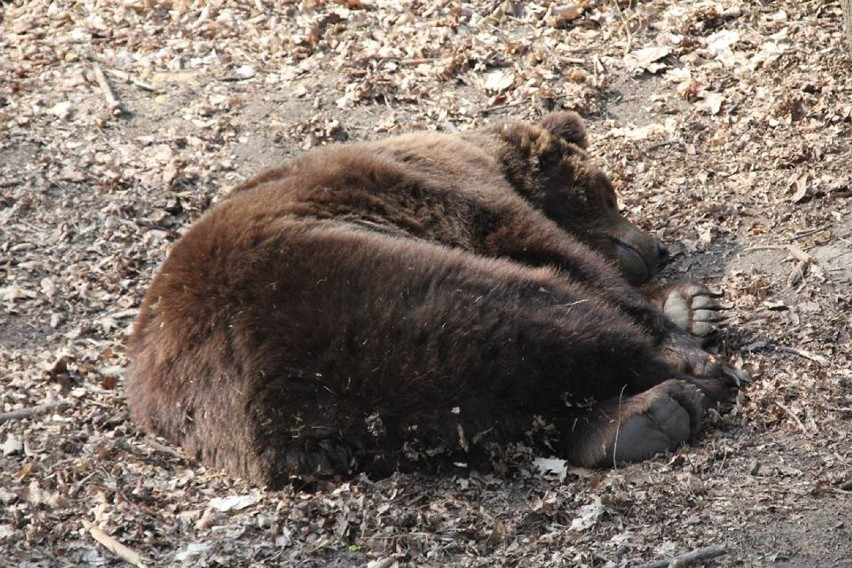 Niedźwiedzie w Nowym Zoo czują się świetnie