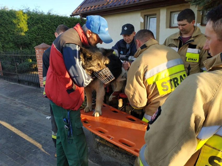 Strażacy uratowali psa, który nadział się na barierki [UWAGA DRASTYCZNE ZDJĘCIA] 