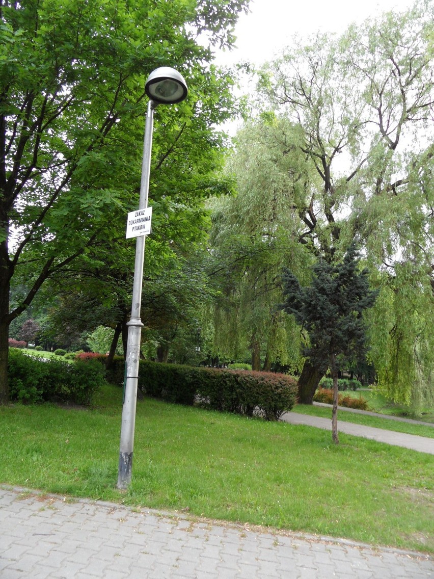 Park Róż w Chorzowie jest ulubionym miejscem na spacery z...