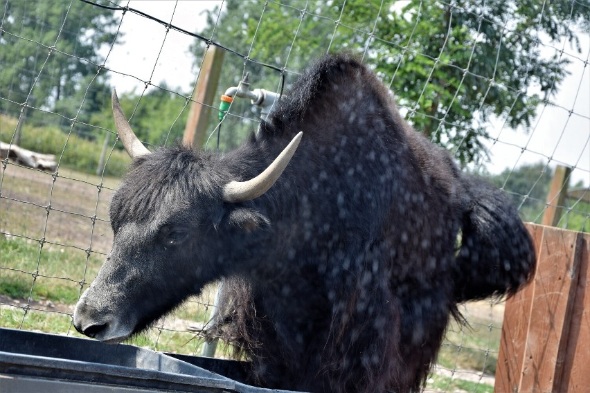 Stadko jaków tybetańskich nową atrakcją Zoo Borysew. Egzotyczne zwierzęta zyskały swojskie imiona: Jan, Jadzia, Jagna i Janeczka ZDJĘCIA