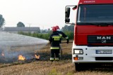 Pożar pola kukurydzy na granicy powiatów leszczyńskiego i wschowskiego