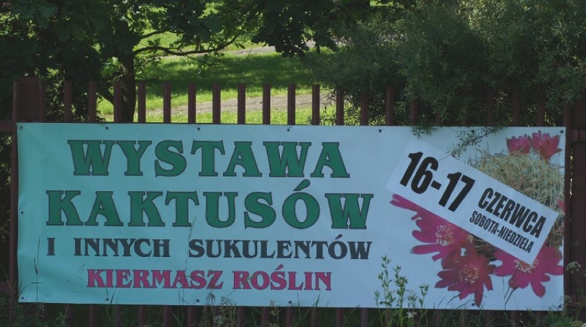 Wystawa kaktusów w Ogrodzie Botanicznym.