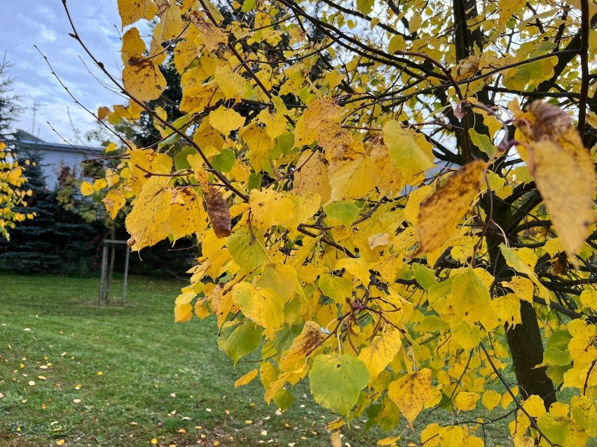 Kolory jesieni w Parku Europejskim i Słonecznym w Złotowie