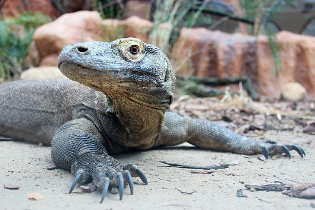 Jedyne w Polsce warany z Komodo mieszkają już w nowo wybudowanym ...